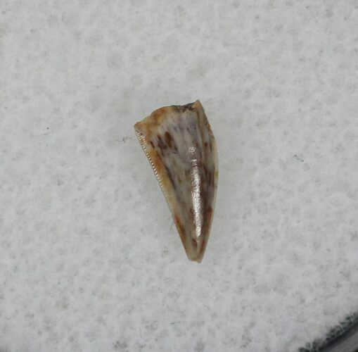 Coelophysis Tooth From New Mexico - Early Dinosaur #29096